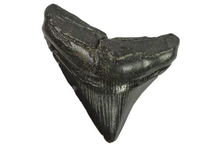 Bargain Posterior Megalodon Tooth #125328